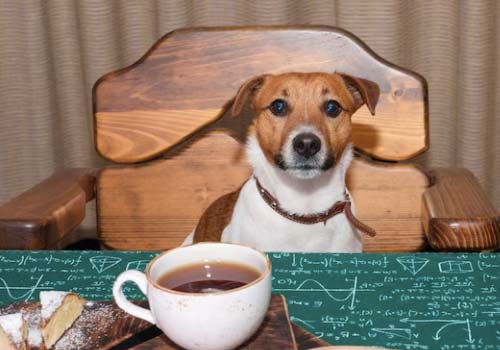 Can Dogs Eat Coffee Beans?
