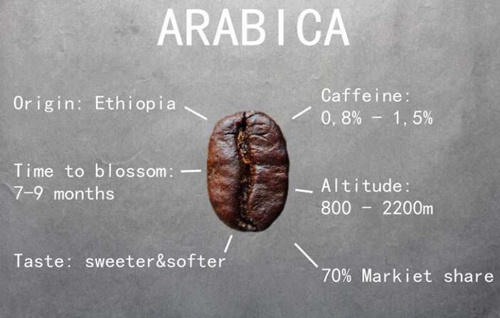 Difference Between Arabica and Robusta